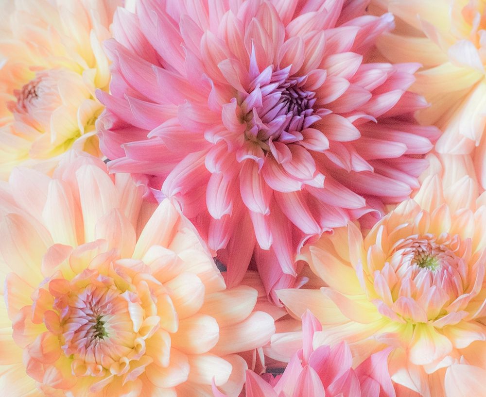 Washington State-Sammamish Dahlia flower design and patterns